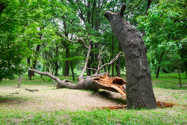 Tree and Shrub Care in Vail, CO
