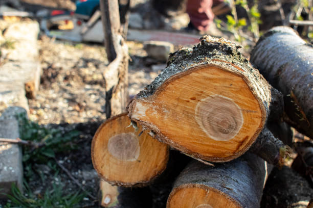 Trusted Vail, CO Tree Care Experts